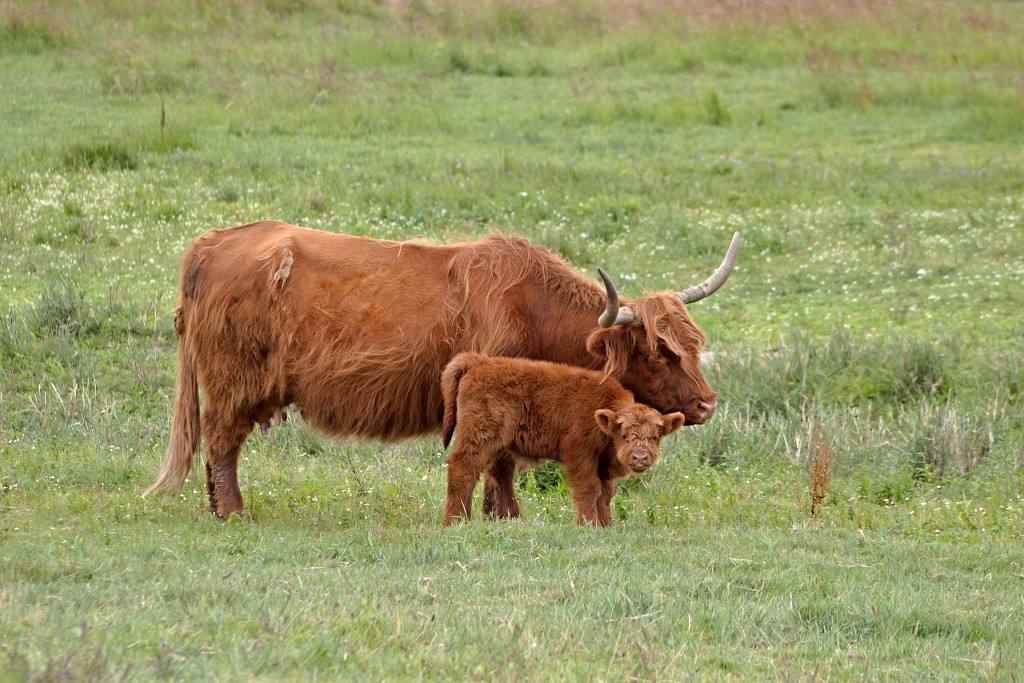 tiengemeten natuur natuurgebied natuurmonumenten hdr schotse hooglanders rien poortvliet museum eiland polder platteland